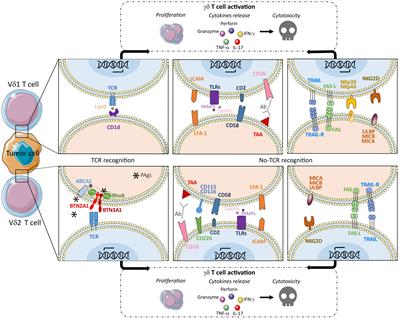 γδ T cells in immunotherapies for B-cell malignancies